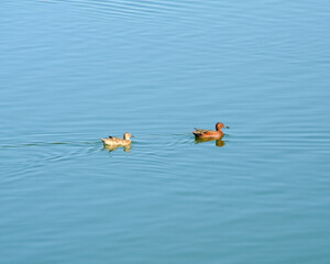 Henderson Bird Viewing Preserve, Henderson, NV.