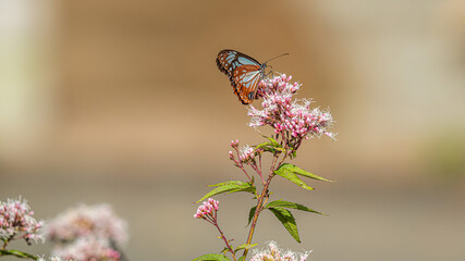 アサギマダラ　旅をする蝶