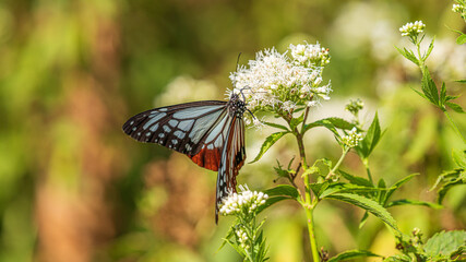 アサギマダラ　旅をする蝶