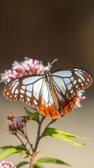 アサギマダラ　旅をする蝶