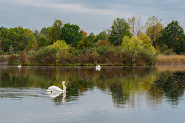 Fototapeta premium Swans are swimming in the reflection of Autumn colors.