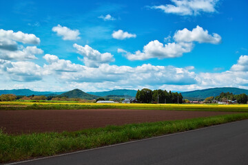 道路沿いに田畑がある田舎の風景