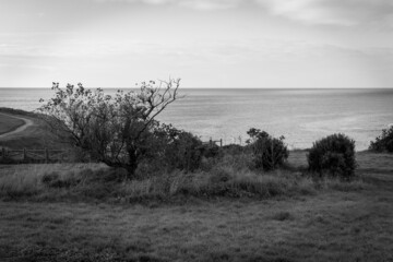 tree on the coast
