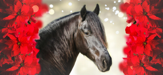 Weihnachten - Schwarzes Pferd zwischen rotem Weihnachtssternen