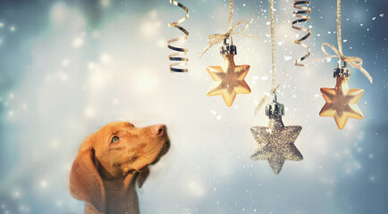 Weihnachten - Beiger Hund blickt auch Weihnachtssterne
