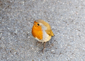 Robin Bird in the park. View from top to bottom. 