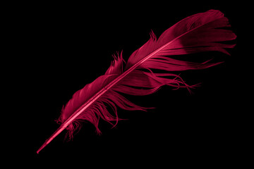 red dove feather on black isolated background