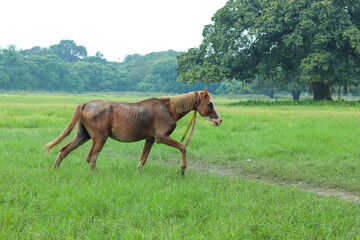 Obraz premium running horse in maidan of kolkata, west bengal