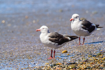 Dolphin Gull