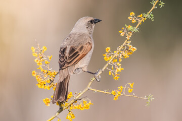 Bay winged Cowbird,agelaioides badius, La Pampa, Argentina