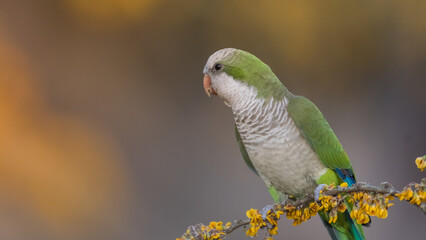 Parakeet perched on a branch of Calden , La Pampa, Patagonia, Argentina