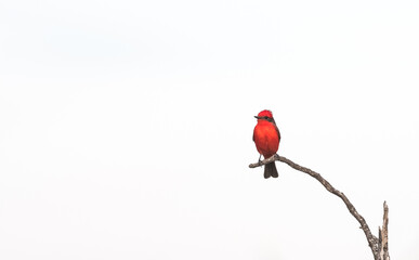 Vermilion Flycatcher perched,Pyrocephalus rubinus, La Pampa, Argentina