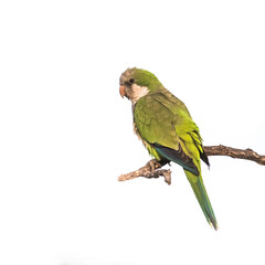 Naklejka premium Parakeet perched on a branch of Calden , La Pampa, Patagonia, Argentina