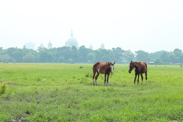 horse in field in front of victoria