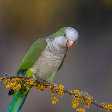 Parakeet perched on a branch of Calden , La Pampa, Patagonia, Argentina