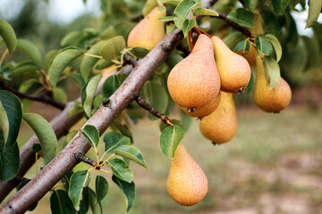Peras on the tree. Freash pear
