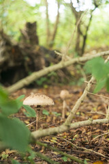 mushrooms in the forest