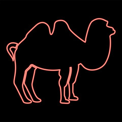 Neon camel red color vector illustration flat style image