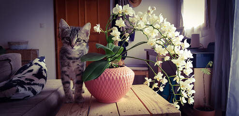 Un chaton pose à côté d'une belle plante