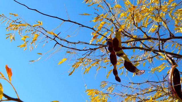 The carob (Ceratonia siliqua), fruits of a tree with seeds in autumn against a blue sky
