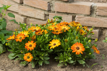 osteospermum - orange african daisy