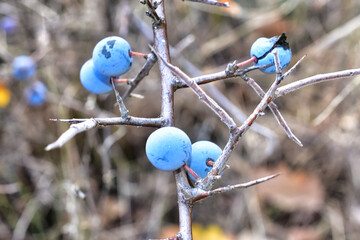 blackthorn on a branch