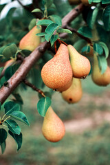 Pears on the tree. Fresh pear