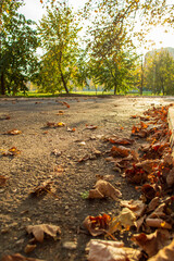 autumn leaves on the ground