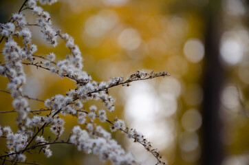 Selective focus inflorescences of dry grass on yellow bokeh background with copy space. Natural background of wild dried flowers. Autumn season concept.