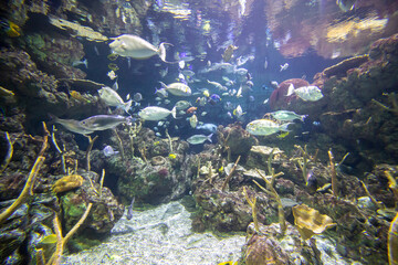 Fototapeta na wymiar Fishes underwater in Seattle aquarium. Tropical underwater sea water environment. 