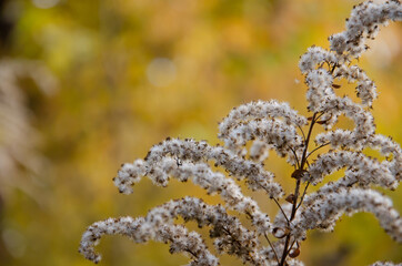 Fototapeta premium Selective focus inflorescences of dry grass on yellow bokeh background with copy space. Natural background of wild dried flowers. Autumn season concept.