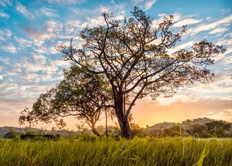 Obraz premium Tree