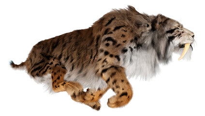 3D Rendering Sabertooth Tiger on White