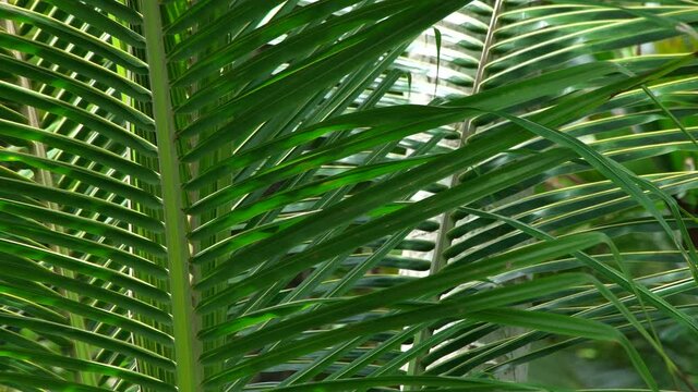Coconut Tree In Sri Lanka - Tropical Palm Tree Leaves Blowing In The Wind. - close up