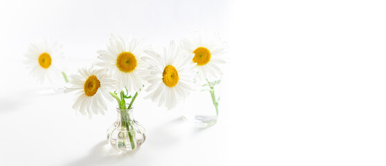 Beautiful chamomiles flowers in glass vases on white background. Floral composition in home interior. Spring and summer festive card with daisy flowers. Copy space