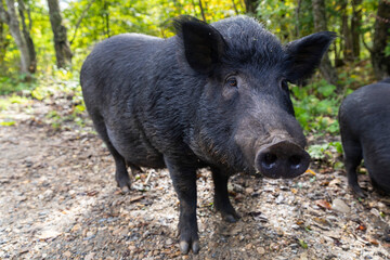 Russia. Adygea. The nature of Adygea. Caucasian Nature Reserve. Wild boars in nature.