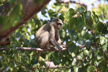 Vervet Monkey in the Babatswa park in Namibia
