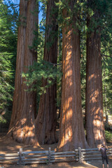 Mother with infant visit Sequoia national park in California, USA