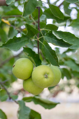 Fresh organic apples on apple tree branch, Elmali - Antalya - Turkey