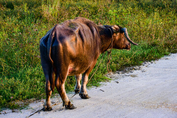An old buffalo walking on a dirt road in Bang Lamung village, Thailand.