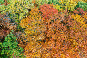 Aerial top down landscape of beautiful colorful autumn forest