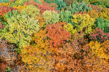 Aerial top down landscape of beautiful colorful autumn forest