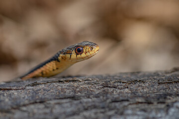 grass-snake