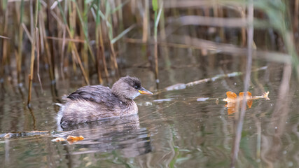 Little grebe (Tachybaptus ruficollis) fledgling on a pond, North Norfolk, England