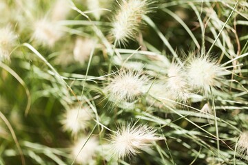 Close-up of White Tropical Flower