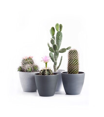 Potted cacti isolated on white background
