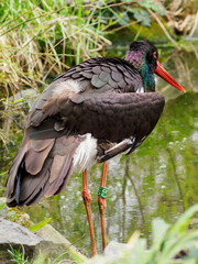 Ciconia nigra - black stork bird wading and hunting in the water.