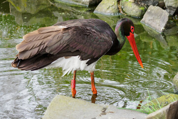 Ciconia nigra - black stork bird wading and hunting in the water.