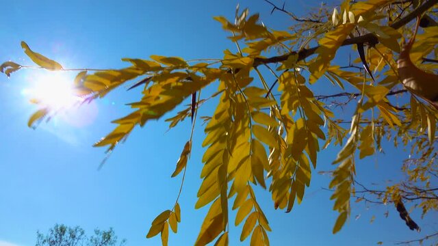 The carob (Ceratonia siliqua), yellow leaves of a tree in autumn on a blue sky background