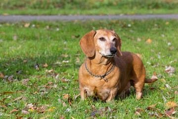dog dachshund lying on the grass